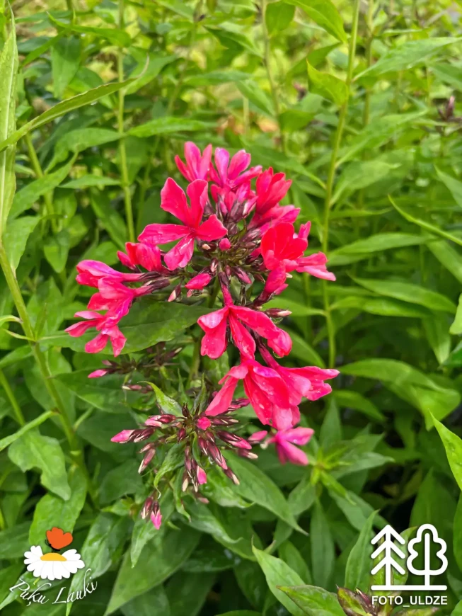 Phlox paniculata   'Cleopatra'